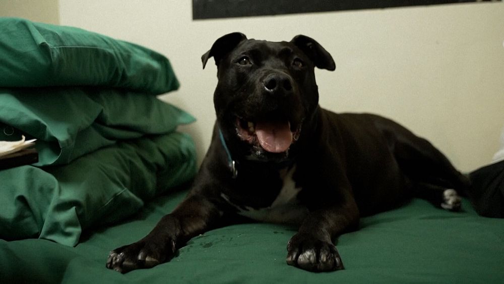Good boy turned bad: Anxious dog found his forever home in an unlikely place