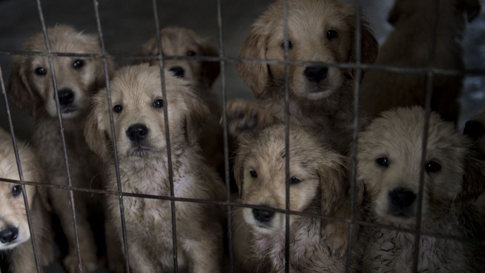 Spain passes law against domestic animal abuse