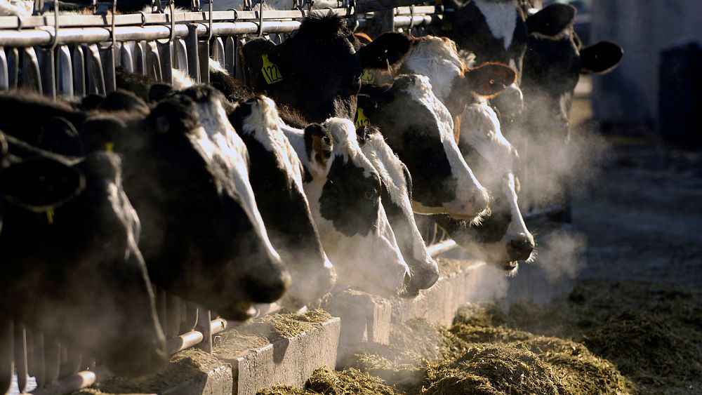 Meat, dairy and rice: Which foods contribute the most to global warming?