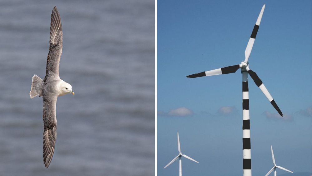 Stripy wind turbines could reduce seabird fatalities, say avian vision experts
