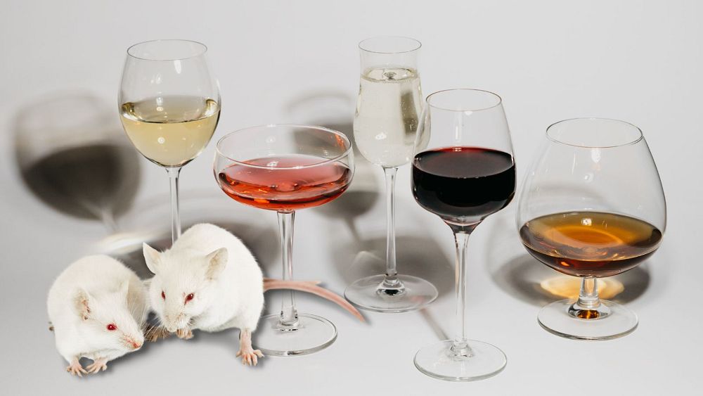 Hangover cure? Hormone shot that sobers up mice offers hope for treating drunk humans