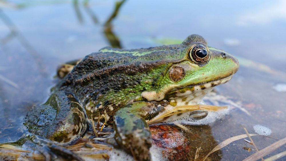Europe’s insatiable appetite for frogs’ legs could drive them to extinction