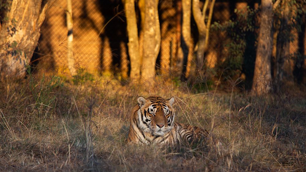 Family of big cats are now living a ‘tiger-worthy life’ after 15 years inside a train carriage