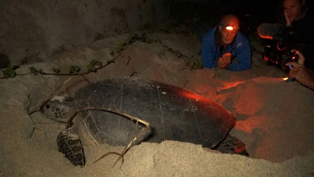 French islanders celebrate sixth egg-laying of ‘Emma’, a 150kg green turtle