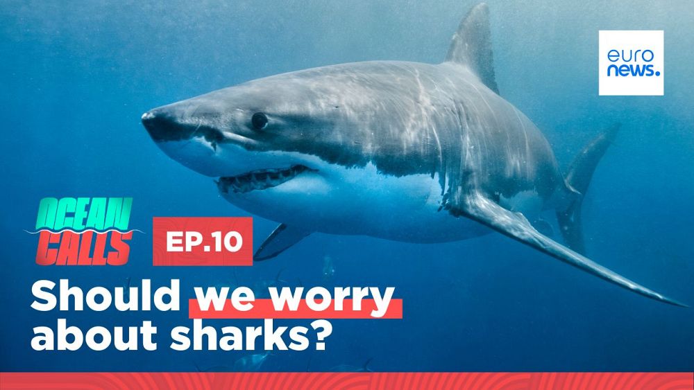 Ocean Calls podcast: Shark populations are declining, but are we really facing a crisis?