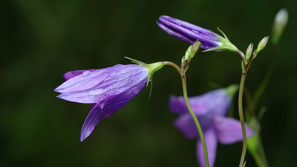 ‘Heartbreaking’: More than half of native plants are under threat in the UK and Ireland